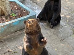 -西霞口神雕山野生动物世界