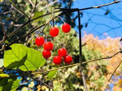 -北京西山国家森林公园