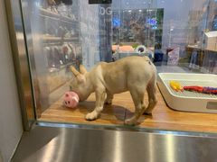 -狗道宠物(常熟印象城店)