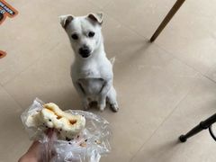 -佳雯宠物医院(信河分店)