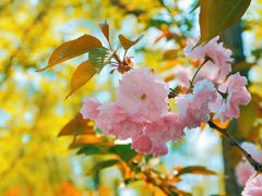 -长白岛森林公园