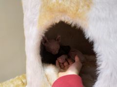 -藏猫猫咖啡主题馆(中央大道店)