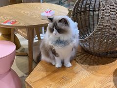 -藏猫猫咖啡主题馆(中央大道店)