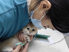 -中农国际动物医院24小时·猫科·骨科·急重症中心