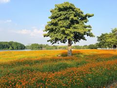 -海珠湖公园