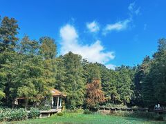 -深圳仙湖植物园