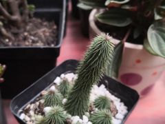 -龙大花卉苗木市场