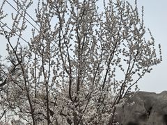 -桃花堤公园