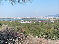 -香雪海