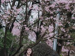 -南山植物园