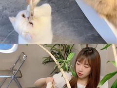 -More Fun猫咖 二十只万元加菲主题