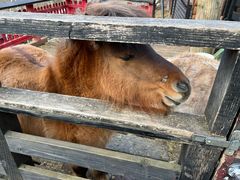 -宫城藏王狐狸村
