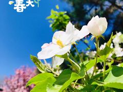 -海棠花溪(元大都城垣遗址公园)
