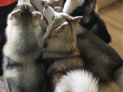 -Husky Go! 哈士奇体验馆·宠物咖啡厅狗咖