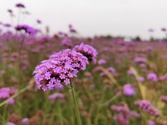 -赛汗塔拉草原公园