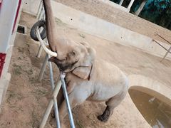 -西霞口神雕山野生动物世界