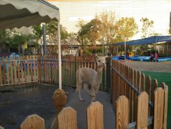 -萌宠亲子动物乐园(槐房万达店)