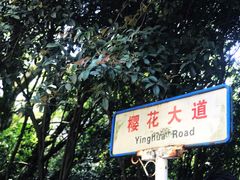 -武汉大学-樱园
