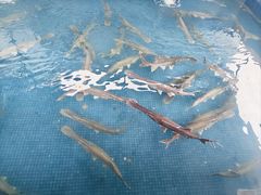 -鸿渡渔庄·特色鸭咀鱼