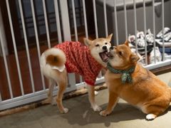 -逗柴咖啡屋·狗咖猫咖宠物桌游