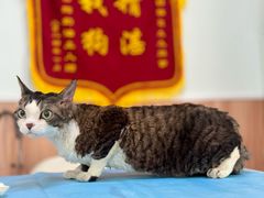 -瑞鹏宠物医院·内科·中兽医·骨科(苗圃店)