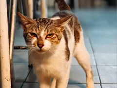 -太白餐厅•三十年老字号•坚持做现菜(体育东横街店)