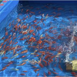 -萌宠亲子动物乐园(槐房万达店)