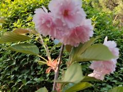 -长白岛森林公园