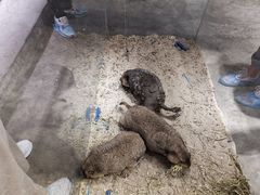 -浣熊柯尔鸭土拨鼠·电玩咖
