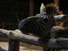 -上海野生动物园