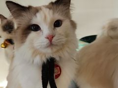 -喵喵咪呀布偶猫咖(春熙路店)