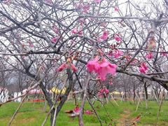 -天适樱花悠乐园