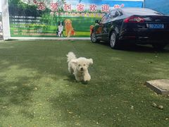 -宠物寄养训练学校