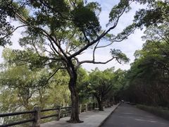 -大湾区中央湿地公园