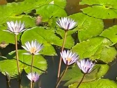-云溪植物园