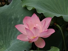-荔湾湖公园