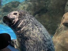 -上海海洋水族馆