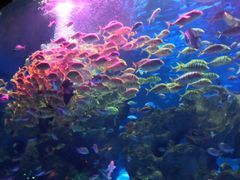 -芜湖新华联大白鲸海洋公园