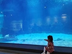 -石家庄海洋公园
