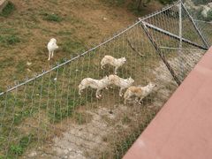 -石家庄市动物园