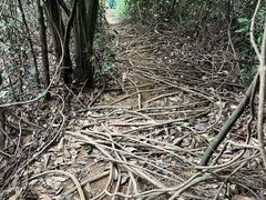 -午潮山国家森林公园