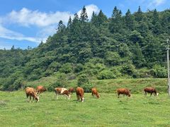 -山王坪喀斯特国家生态公园