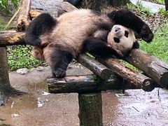 -都江堰中华大熊猫苑