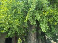 -皇藏峪国家森林公园