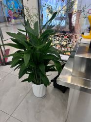 -松源造型