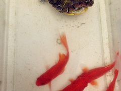 -中环花鸟鱼虫市场
