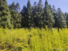 -鼓岭旅游度假区