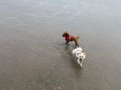 -碧海金沙