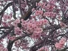-洛阳市牡丹公园