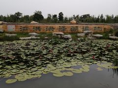 -泗洪洪泽湖湿地景区